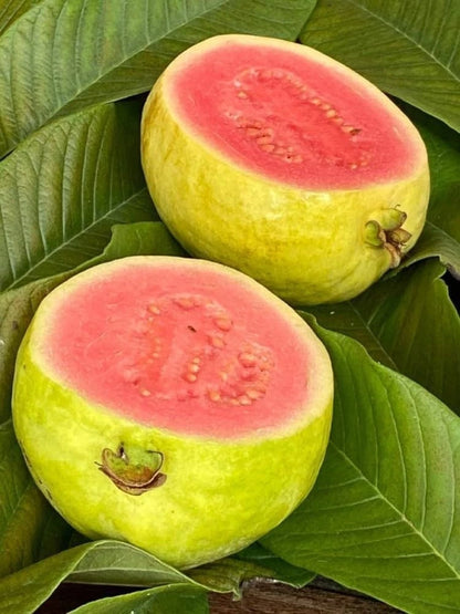 Red Sumbing Guava Seeds (Psidium guajava) – Premium Certified Tropical Fruit Tree Seeds for Planting