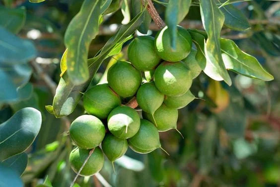Macadamia Nut Seeds 300+ (Macadamia integrifolia) – Bulk Premium Australian Nut Tree & High-Value Orchard Crop Seeds for Planting