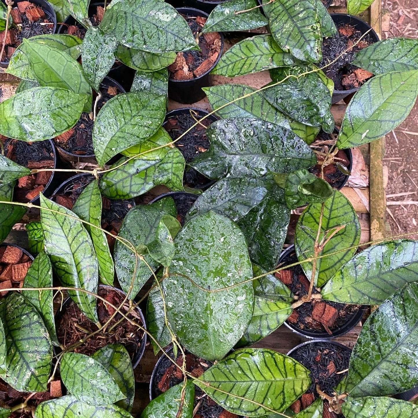 Hoya ranauensis – Rare Exotic Tropical Wax Vine