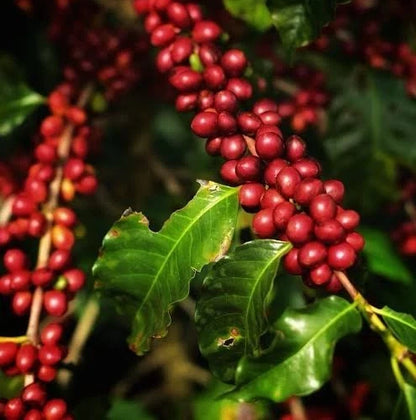Marsellesa Coffee Seeds (Coffea arabica var. Marsellesa) – Premium Certified High-Yield Disease-Resistant Gourmet Arabica Coffee Bean Plant Seeds for Planting