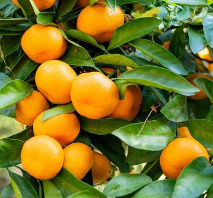 Fallglo Tangerine Seeds (Citrus reticulata) – 100+ Premium Fresh Citrus Seeds