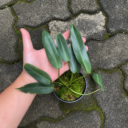 Philodendron Spiritus Sancti - The Holy Grail of Aroids