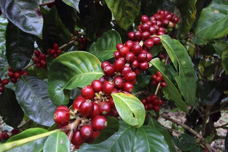 Abyssinia Coffee Seeds (Coffea sp. / 120+ Premium Heirloom Ethiopian Origin Specialty Coffee Bean Seeds) – Premium Botanical Specimen Plant Seeds for Planting