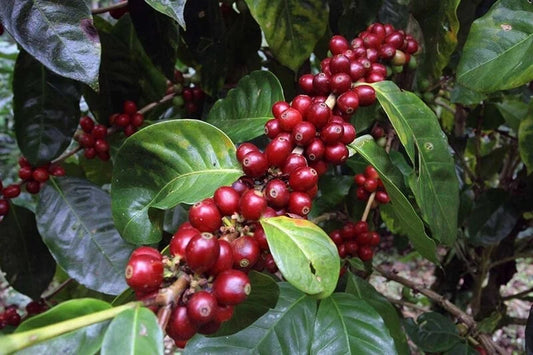 Abyssinia Coffee Seeds (Coffea sp. / 120+ Premium Heirloom Ethiopian Origin Specialty Coffee Bean Seeds) – Premium Botanical Specimen Plant Seeds for Planting
