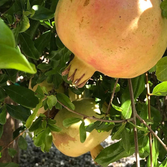 White Wonderful Pomegranate Seeds (Punica granatum) – 100 Premium White Grenadine Seeds