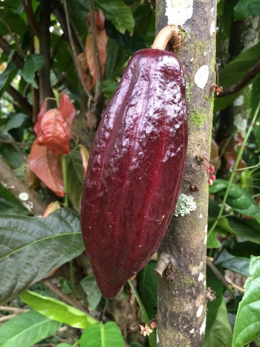 Red Cocoa Cacao Chocolate Seedss (Theobroma cacao) 40+ Seedss