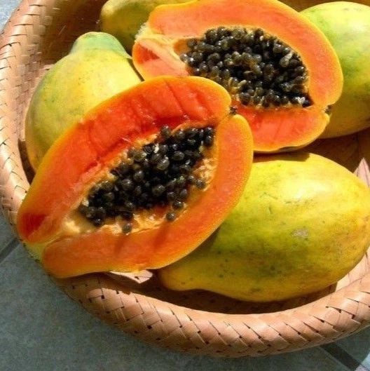 Red Waimanalo Papaya Seeds (Carica papaya 'Red Waimanalo') – 150+ Premium Fresh Sweet Hawaiian Red Waimanalo Papaya Seeds