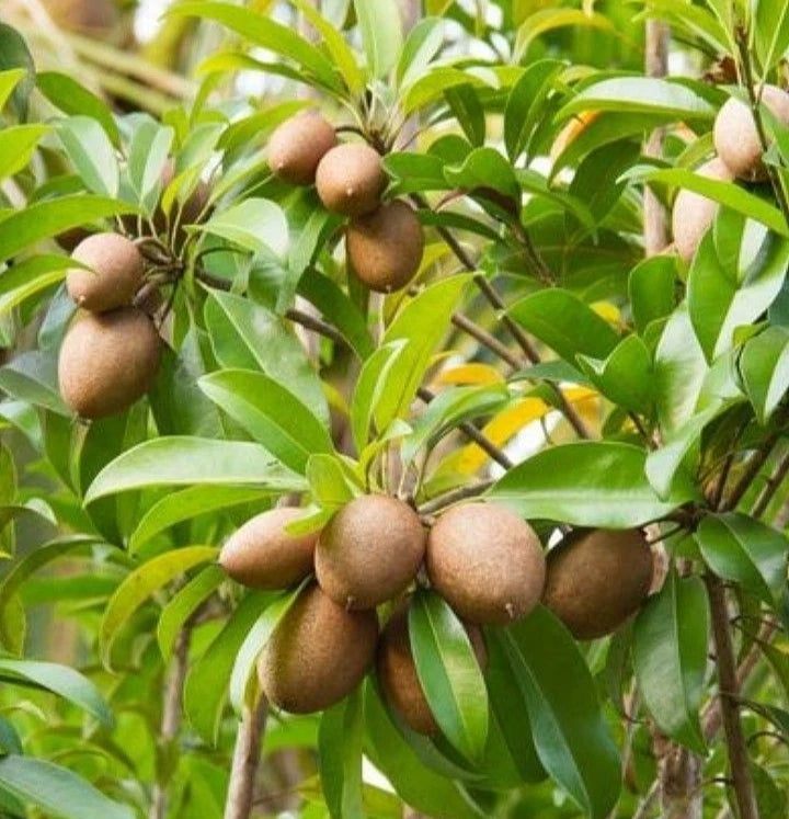 Premium Sapodilla Seeds var. CO-2 (Manilkara zapota) – Chico Zapote Exotic Fruit Seeds for Planting (35 Pcs)