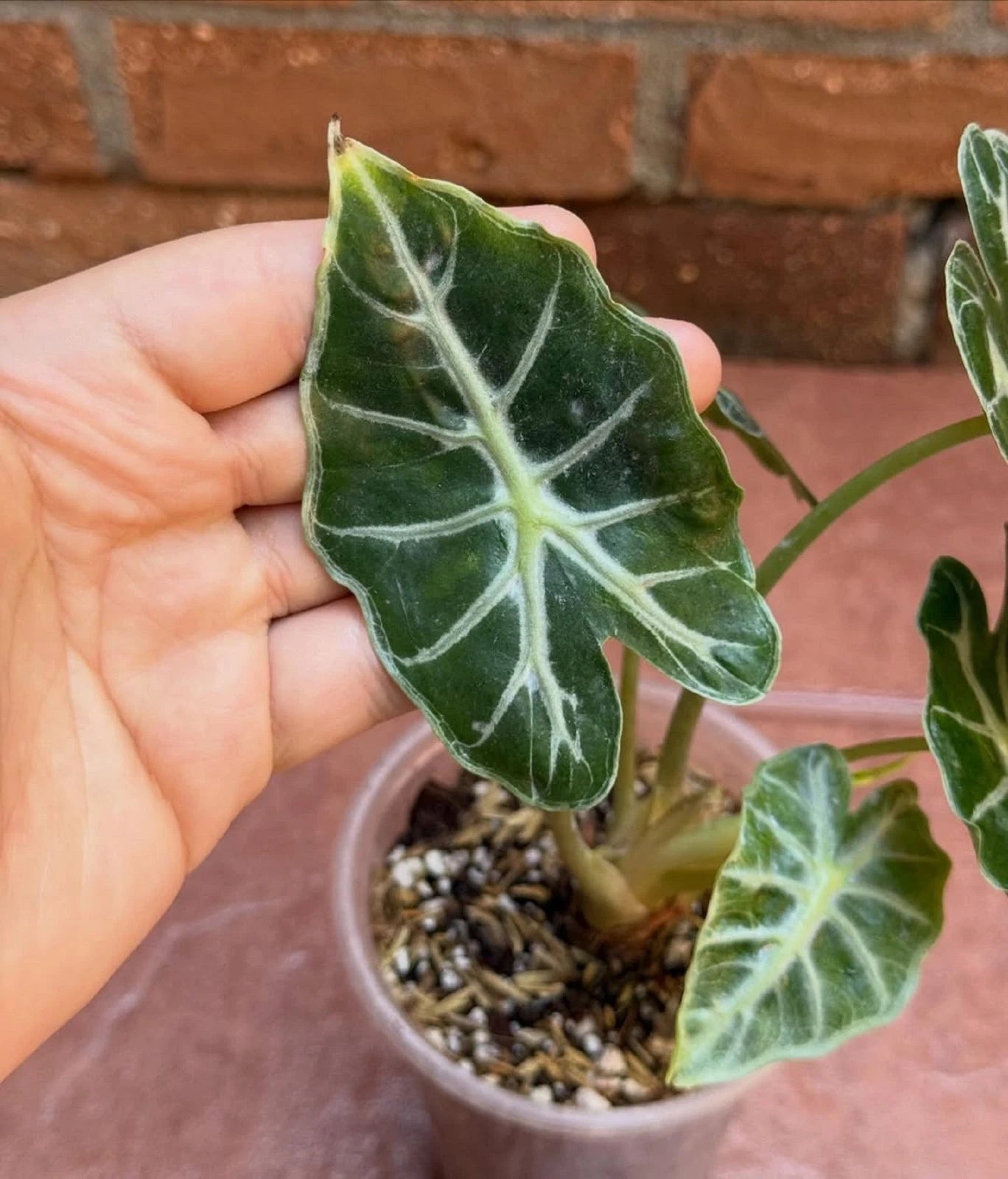 Alocasia 'Parasol' - Rare Tropical Aroid for Container Gardening