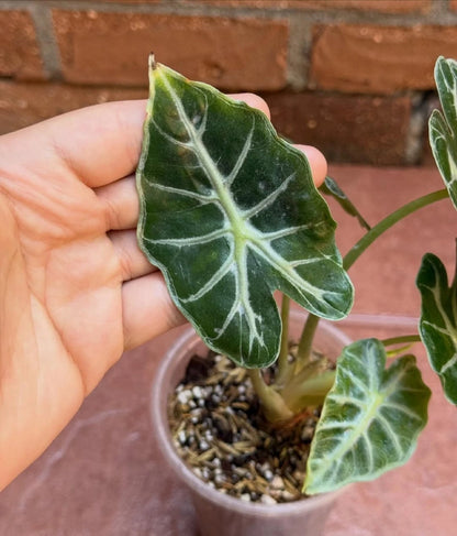 Alocasia 'Parasol' - Rare Tropical Aroid for Container Gardening