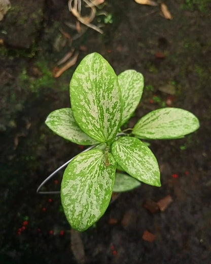Hoya Collina High Splash Rare Tropical Indoor Outdoor Wax Plant Seeds / Cuttings (Hoya collina) – Premium Certified Variegated Waxflower Plant for Planting