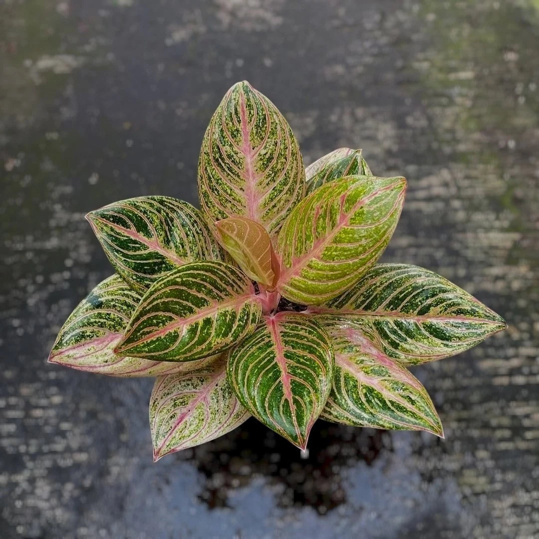 Aglaonema Maeswara - Rare & Elegant Tropical Houseplant