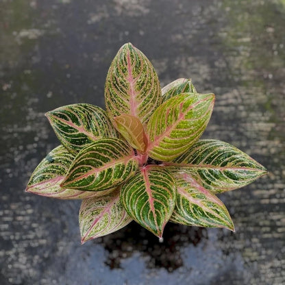 Aglaonema Maeswara - Rare & Elegant Tropical Houseplant
