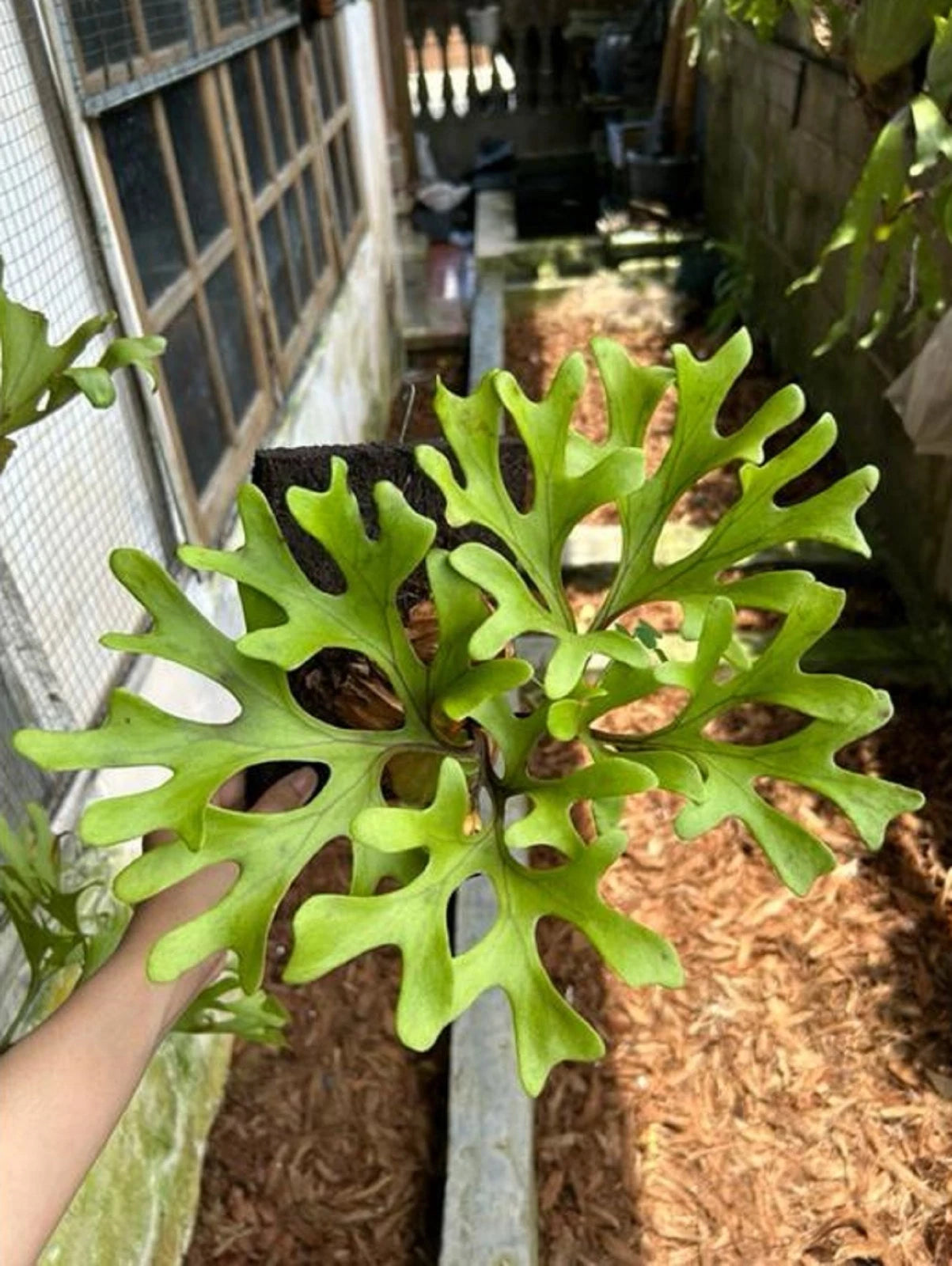 Platycerium ridleyi - Rare Collector's Staghorn Fern