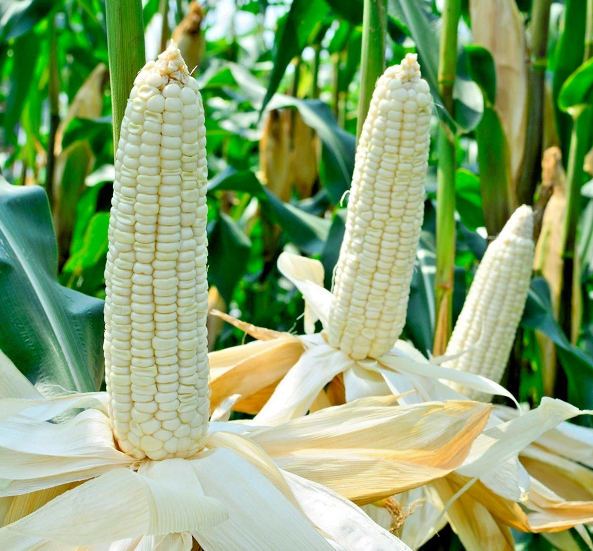 White Waxy Corn (Zea mays var. ceratina) – 250+ Premium Glutinous Seeds