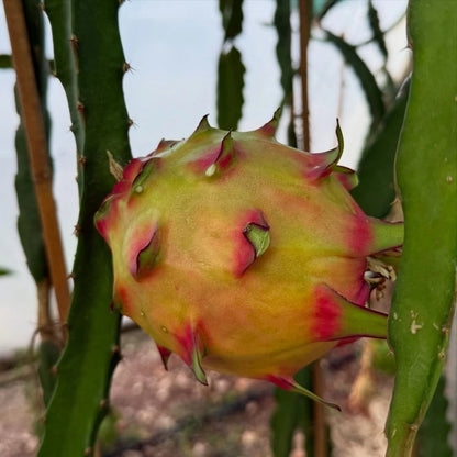 Rainbow Dragon Fruit Cuttings (Hylocereus / Selenicereus sp. var. Rainbow) – Premium Multi-Color Pitaya Fruit Cuttings for Planting (21+ Cuttings) – FREE SHIPPING