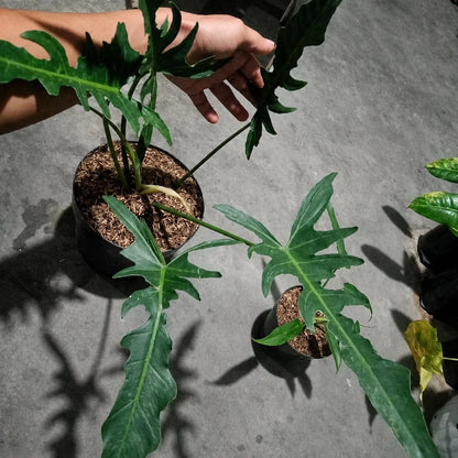 Philodendron longilobatum 'Narrow' - Rare Tropical Architectural Aroid