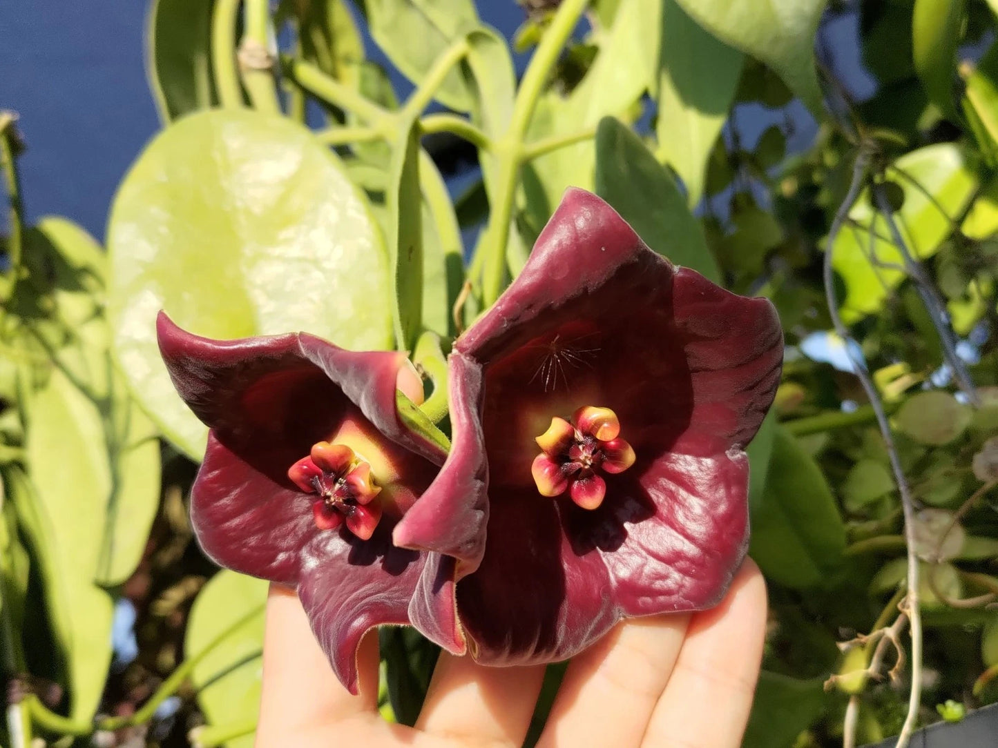 Hoya Gigas Rare Tropical Indoor Outdoor Wax Plant – Premium Rare Large-Leafed Wax Plant Climbing & Trailing Vine Specimen for Indoor & Outdoor Display