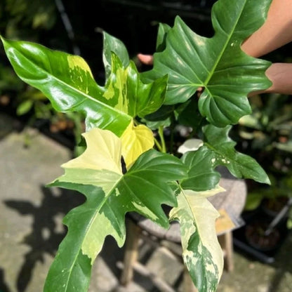 Philodendron 'Golden Dragon' Variegata – Rare Architectural Aroid