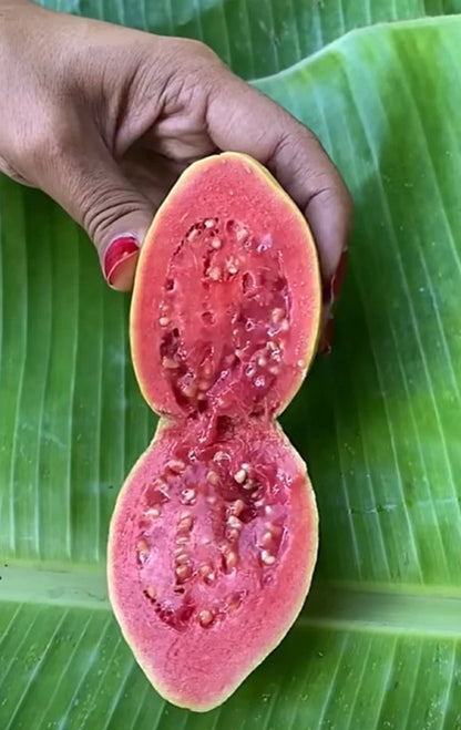 Premium Grafted Red Brittle Guava Fruit Tree - Rare Tropical Crunchy Guava Plant