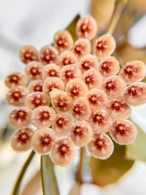 Premium Hoya Walliniana Variegated (Hoya walliniana variegata) – Rare Tropical Wax Plant Live Specimen for Indoor & Outdoor Display