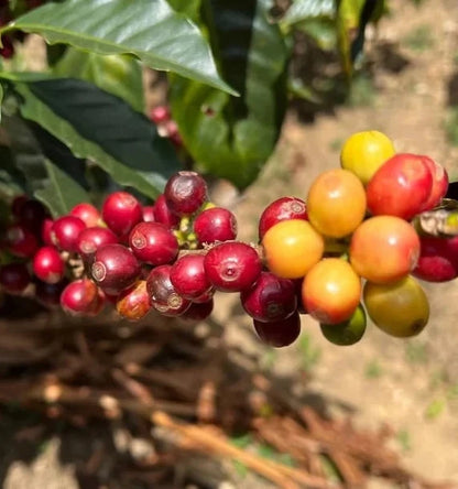 Geisha Costa Rican Coffee Seeds (Coffea arabica) – 120+ Premium Certified Gesha Coffee Seeds for Planting
