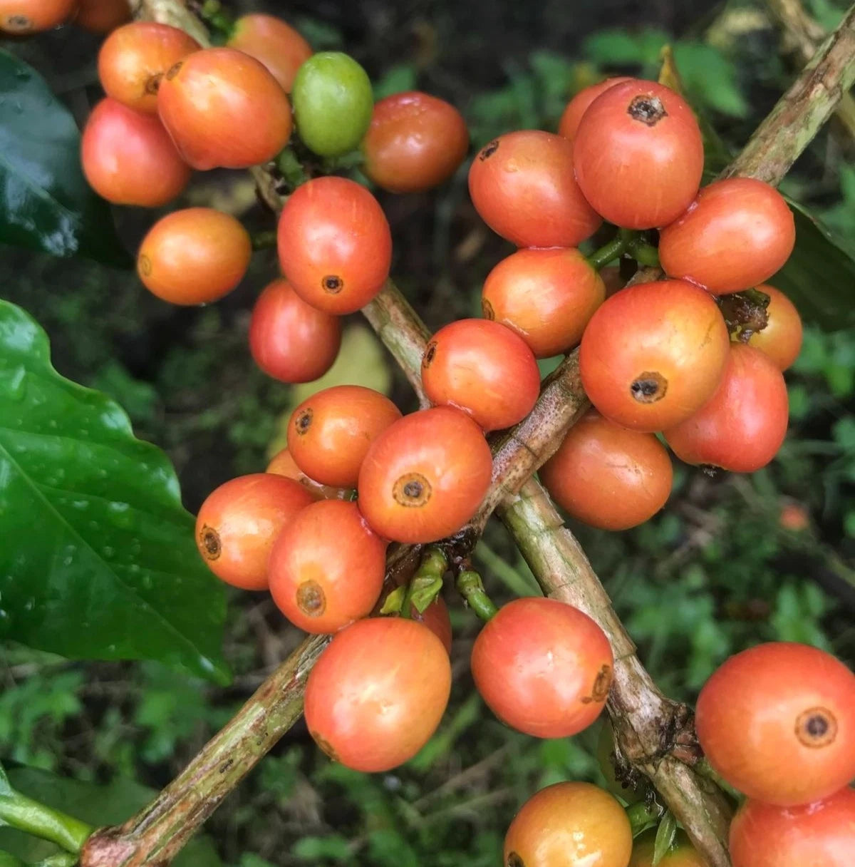 Bourbon Orange Coffee Seeds (Coffea arabica) – 120 Premium Certified Orange Bourbon Seeds for Planting