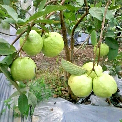 250+ Red Crystal Guava Seeds (Psidium guajava L.) – Premium Sweet Exotic Pink-Fleshed Fruit Tree & Orchard Seeds for Planting