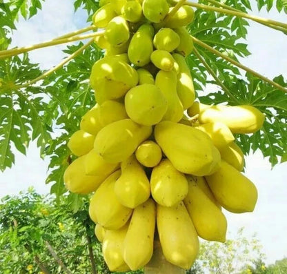 Golden King Papaya Seeds (Carica papaya 'Golden King') – 150+ Premium Fresh Exotic Sweet Golden King Papaya Seeds