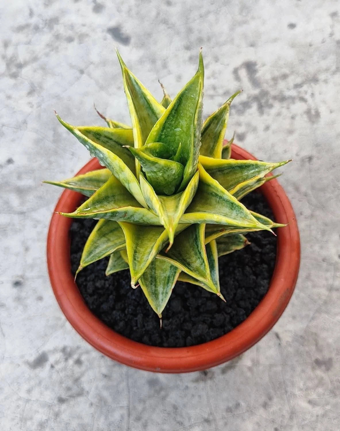 Sansevieria Sindoro Variegated - Rare Tropical Snake Plant