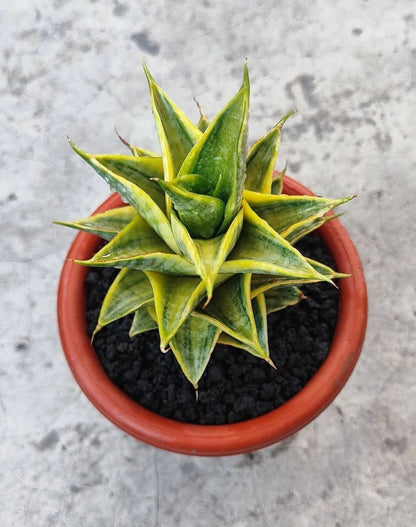 Sansevieria Sindoro Variegated - Rare Tropical Snake Plant