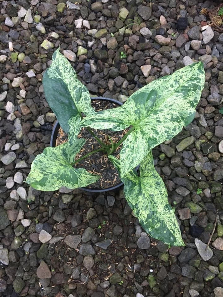 Syngonium 'Mojito' – Rare Tropical Variegated Arrowhead Plant Indoor/Outdoor Living Specimen