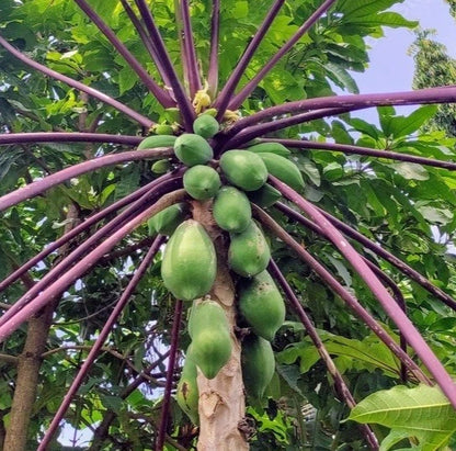 Wulung Papaya Seeds (Carica papaya) – 150+ Premium Rare Purple Wulung Papaya Seeds