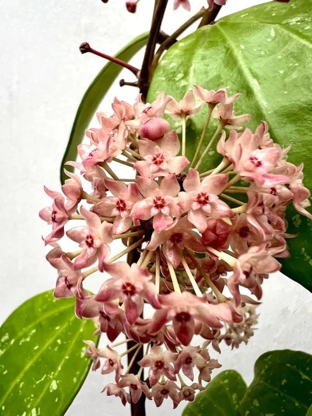 Hoya 'Rangsan' Splash - Rare Tropical Wax Plant