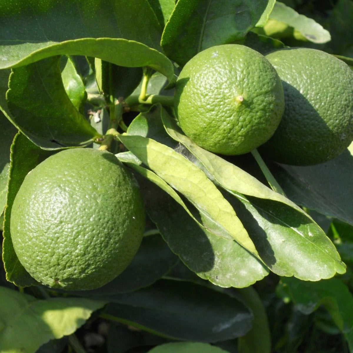 Persian Lime (Citrus latifolia) – 2,000+ Premium Seeds (Tahiti Lime)