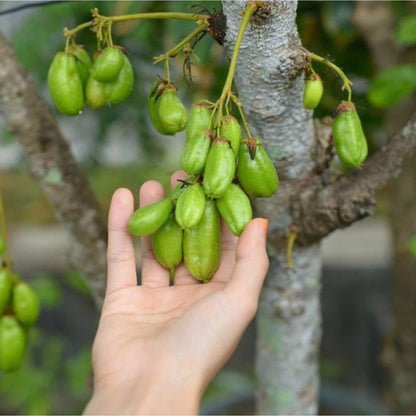 Grafted Starfruit Wuluh (Belimbing Wuluh) Seedling – Traditional Tropical Fruit Tree