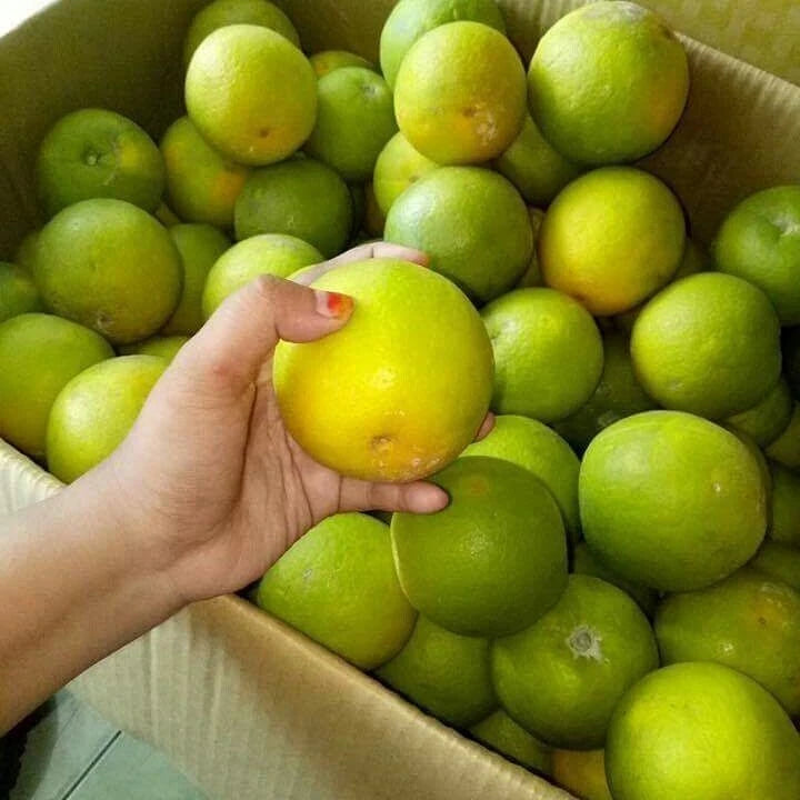 Baby Java Orange Seeds (Citrus reticulata var. Baby Java / 100+ Fresh Sweet Citrus Fruit Seeds) – Premium Gourmet Tropical Citrus Plant Seeds for Planting