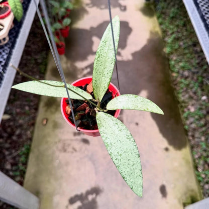Hoya Rindu Rafflesia Silver Splash Bengkulu (Wax Plant) – Rare Epiphytic Tropical Vine with Heavy Silver Splashes for Indoor & Outdoor Display