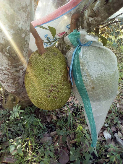 Jumbo Sribanjong Jackfruit - Premium Grafted Giant Fruit Tree