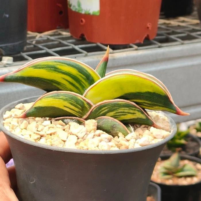 Sansevieria 'Rorida' Variegated – Rare Tropical Succulent Specimen