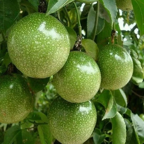 150+ Green Passion Fruit Seeds (Passiflora edulis var. flavicarpa Green Selection) – Premium Exotic Tropical Vine & Juicy Fruit Seeds for Planting