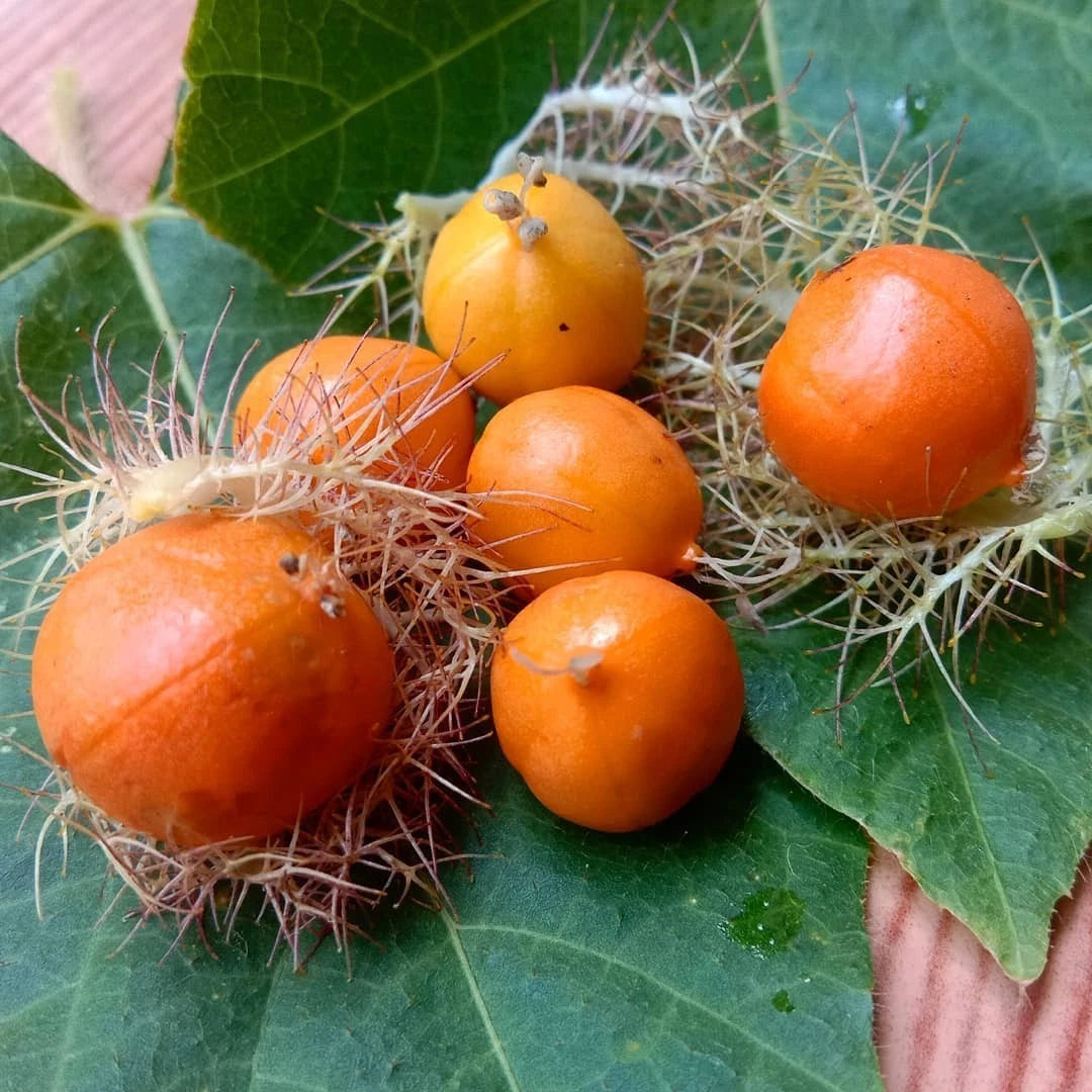 25+ Wild Passion Fruit Seeds (Passiflora foetida) – Rare Stinking Passionflower Botanical Specimen (Collectors Quality)