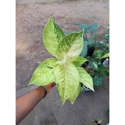 Aglaonema 'Big Roy White' - Majestic & Unique Tropical Houseplant