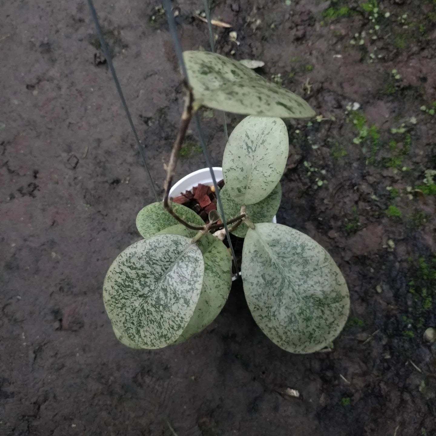 Rare Hoya Sp. Kapuas Hulu Silver Round Leaves (Hoya sp. Kapuas Hulu) – Stunning Silver Circular Foliage Wax Plant Cutting / Rooted Node