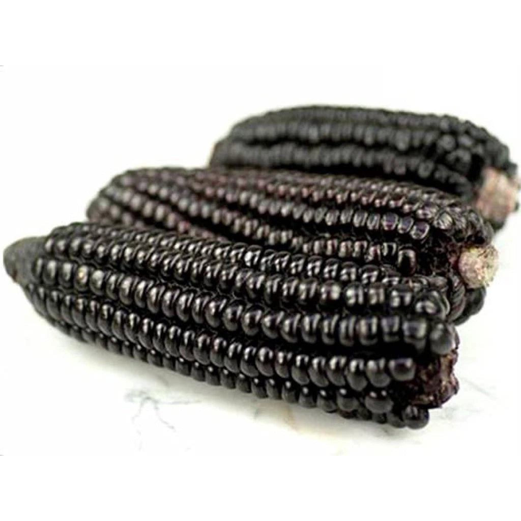 Premium Black Waxy Corn Seeds (Zea mays ceratina) – Heirloom Sticky Dark Corn Seeds for Planting (2,000+ Pcs)