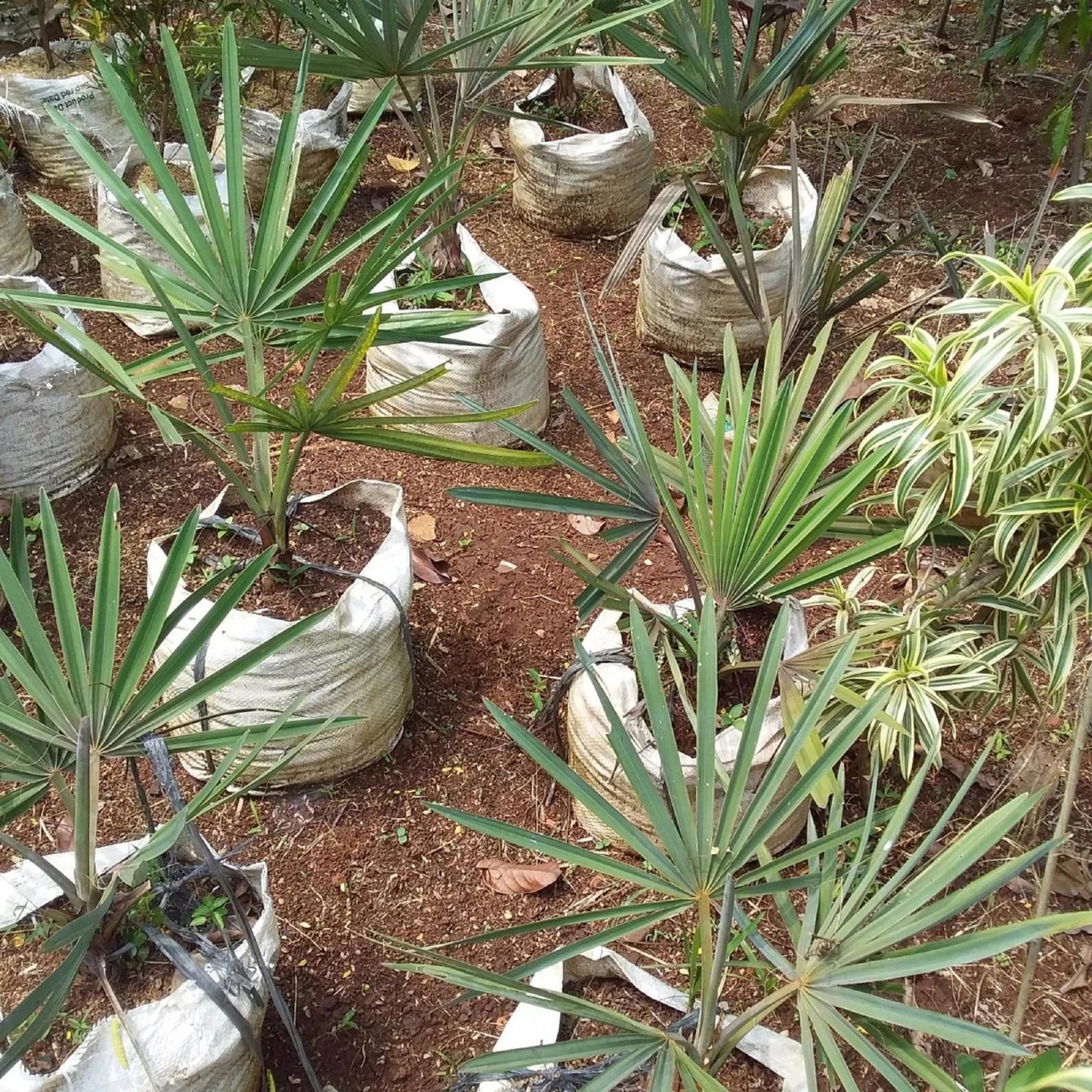 Bismarckia Silver Palm (Bismarckia nobilis) - Majestic Architectural Palm