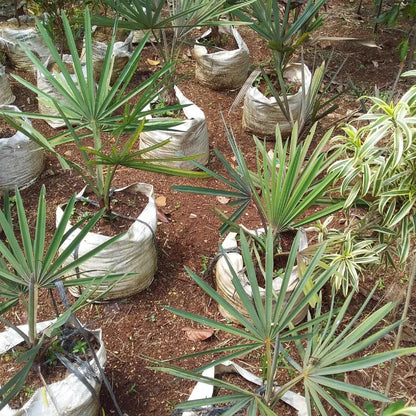 Bismarckia Silver Palm (Bismarckia nobilis) - Majestic Architectural Palm