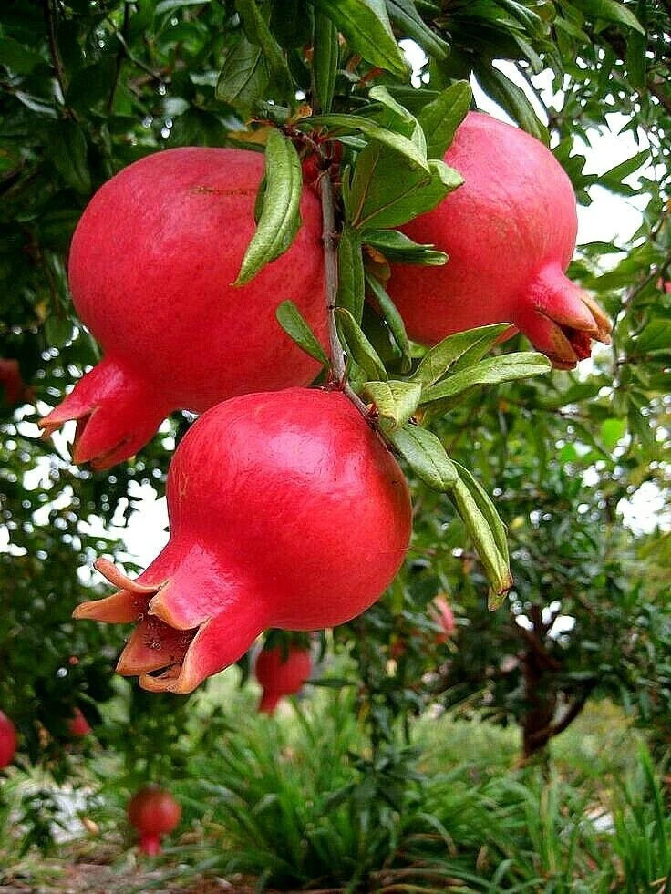 150+ Indian Red Pomegranate Seeds (Punica granatum var. 'Indian Red') – Premium Deep Crimson Sweet Fruit Tree & Orchard Seeds for Planting