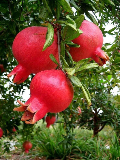 150+ Indian Red Pomegranate Seeds (Punica granatum var. 'Indian Red') – Premium Deep Crimson Sweet Fruit Tree & Orchard Seeds for Planting