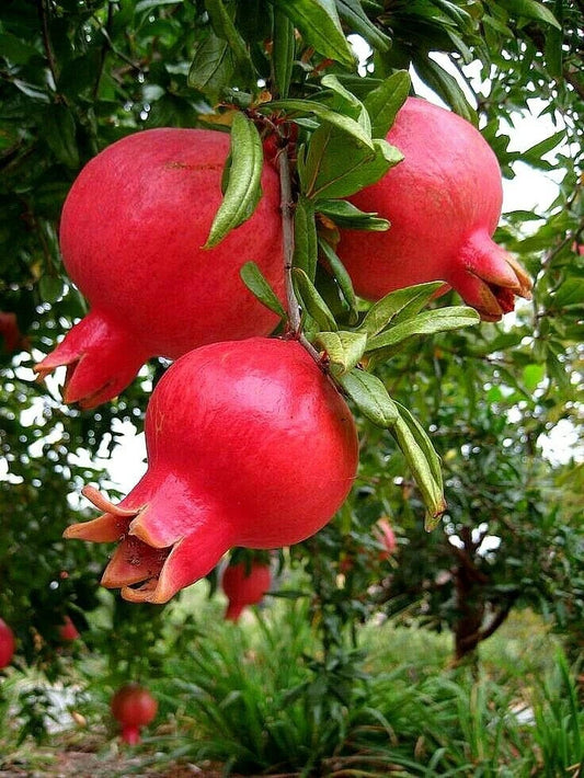 150+ Indian Red Pomegranate Seeds (Punica granatum var. 'Indian Red') – Premium Deep Crimson Sweet Fruit Tree & Orchard Seeds for Planting